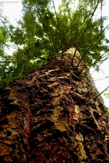 Pseudotsuga menziesii