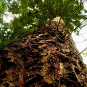 Pseudotsuga menziesii