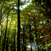 dnes to bola nádhera v bukových porastoch ŠLp Křtiny