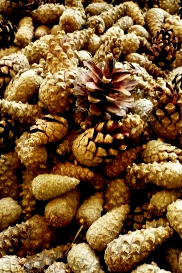 šišky Pinus sylvestris