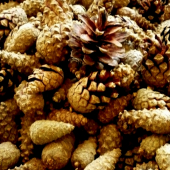 šišky Pinus sylvestris