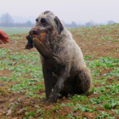 český fousek