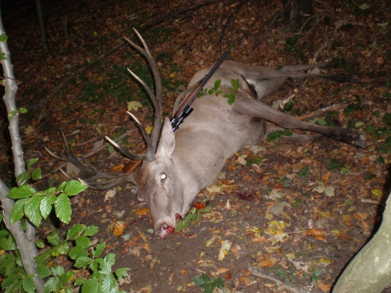 Jeleň zo Suchého lesa