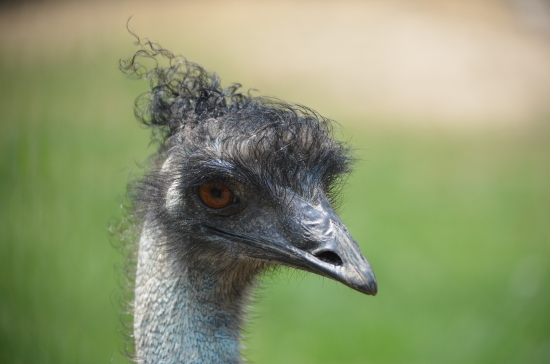 NOVÁ PŠTROSÍ MÓDA