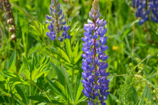 JEN TAK PRO RADOST VŠEM KDO MAJÍ RÁDI KYTKY