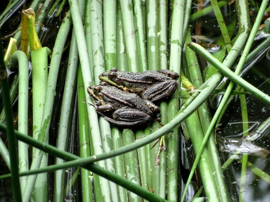 SPOLEČNÝ ODPOČINEK - NEBO ŽE BY SE OPALOVALI ?