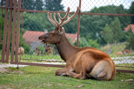 HLÍDAČ