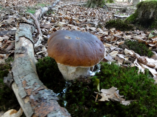 DĚDEČEK HŘÍBEČEK