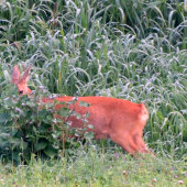 JÁ TĚ POŘÁD SLEDUJI !!!