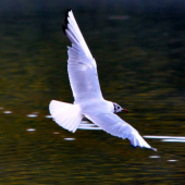 ZA ŠERA VYNIKLA JEHO BÍLA BARVA A LADNÝ LET....