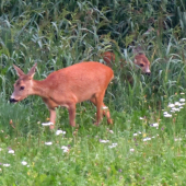 POČKEJ,JÁ UŽ JDU TAKÉÉÉ