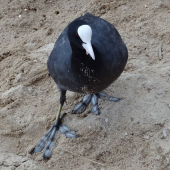 Potřebuji nové ploutve....   A jakou máte velikost...No asi takhle.