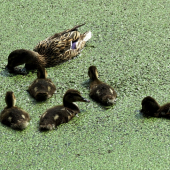 KDYŽ SE KACHNÁM STRATÍ VODA.