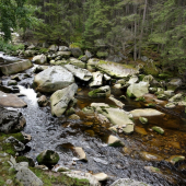 ŠUMAVA - ŘÍČKA VYDRA
