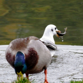 JEDEN SE SPOKOJÍ S TRÁVOU A DRUHÝ  SI POŠMÁKNE NA RYBIČCE.