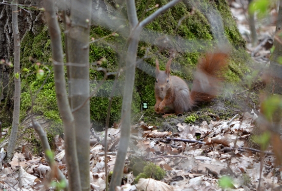 ASI JI ZÁBLI PACIČKY.
