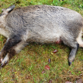 PŘEDVÁNOČNÍ ÚLOVEK