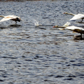 TÁHNI ODKUD JSI PŘILETĚL