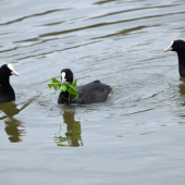 NĚCO ZELEHO K JÍDLU  :-))