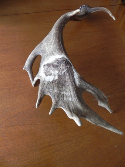 jagdterrier na danielom  zhode