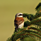 neviem co to presne :)