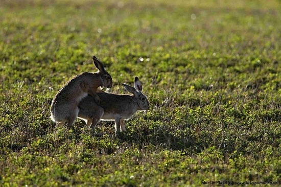 Zajíc polní (Lepus europaeus)