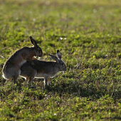 Zajíc polní (Lepus europaeus)