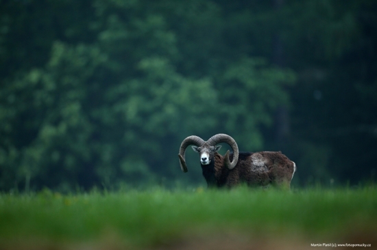 Muflon (Ovis musimon - European mouflon)