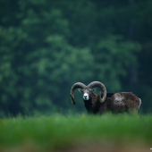 Muflon (Ovis musimon - European mouflon)