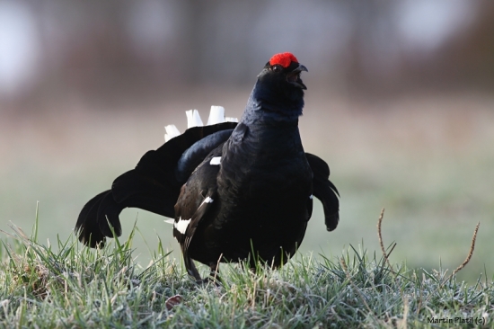 Tetřívek obecný (Tetrao tetrix - Black Grouse)