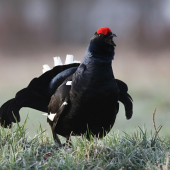 Tetřívek obecný (Tetrao tetrix - Black Grouse)