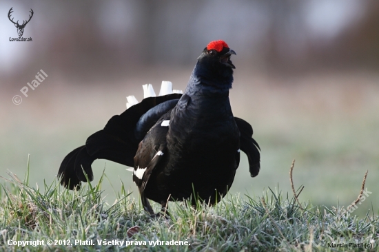 Tetřívek obecný (Tetrao tetrix - Black Grouse)