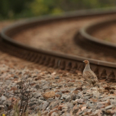 Koroptev polní (Perdix Perdix)