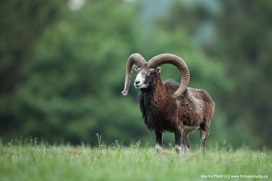 Muflon (Ovis musimon - European mouflon)