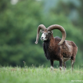 Muflon (Ovis musimon - European mouflon)