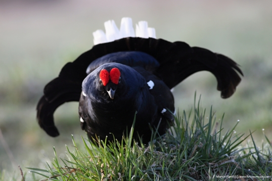 Tetřívek obecný (Tetrao tetrix - Black Grouse)