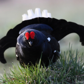 Tetřívek obecný (Tetrao tetrix - Black Grouse)