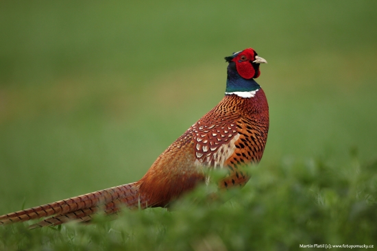 Bažant obecný (Phasianus colchicus - Common Pheasant))