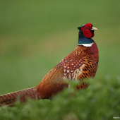 Bažant obecný (Phasianus colchicus - Common Pheasant))