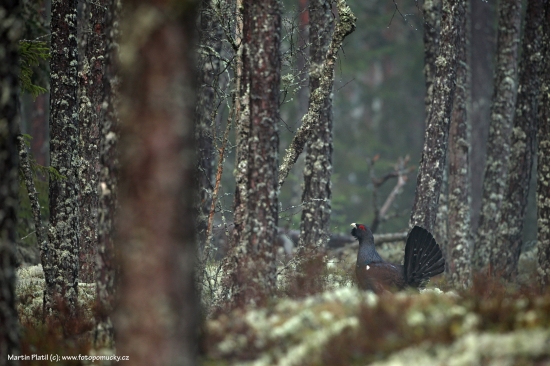 Tetřev hlušec - (Tetrao urogallus - Capercaillie)