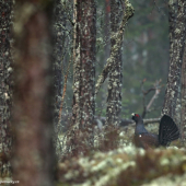 Tetřev hlušec - (Tetrao urogallus - Capercaillie)