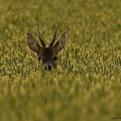 Srnec v obilí