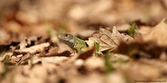 Ještěrka zelená (Lacerta viridis)