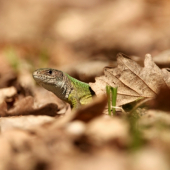 Ještěrka zelená (Lacerta viridis)