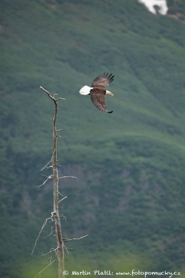 Orel bělohlavý - Bald Eagel