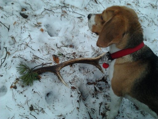 dobre Ajda uz idem .