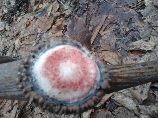 spomienka ešte čersvy