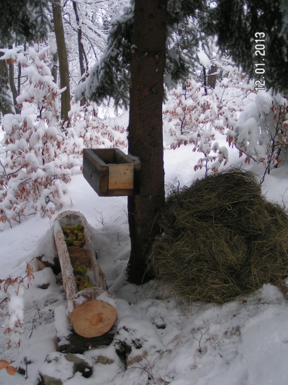 maskrta hlboko v lese