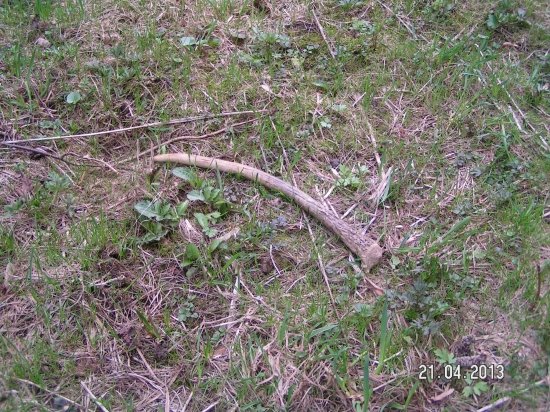 špicačik vlanajši