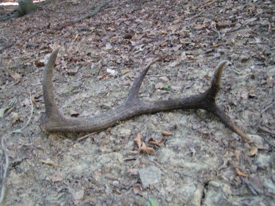 osmorak dohladany po 6 mesiacoch 1.30kg